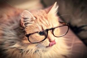 Cat wearing glasses
