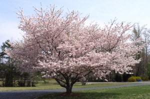 cherry tree