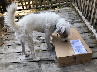 A jack russell terrier snif a box