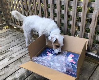 A jack russell terrier sniffs inside an open box that contains copies of Babble