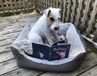 A jack russell terrier in his bed licking his lips over the book Babble
