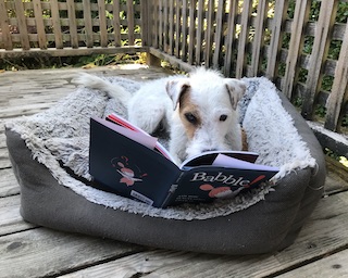 A jack russell terrier is reading Babble in his bed